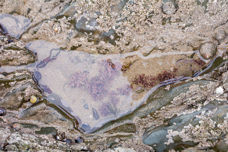 Rock pools with various sea creatures living in themの写真素材