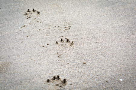 Animal, paw print on a sandy beachの写真素材