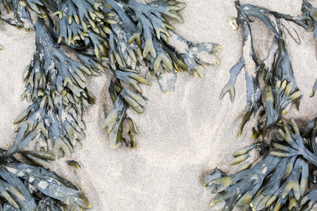 Brown seaweed on the shore of a beachの写真素材