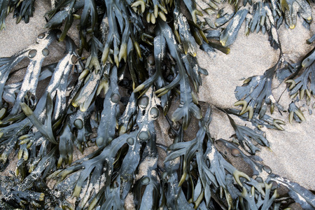 Brown seaweed on the shore of a beachの写真素材