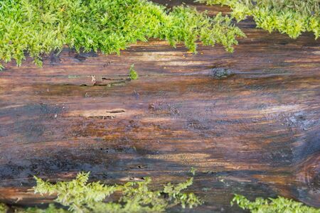 Natural wooden background with copy space between mossの写真素材