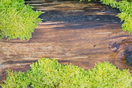 Natural wooden background with copy space between mossの写真素材