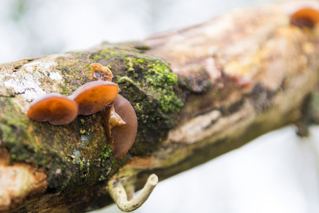 Wild mushrooms growing on a tree branch in the forestの写真素材