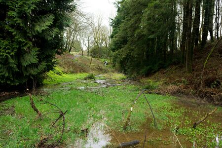 Wild swamp overgrown with plants and weeds in a forest