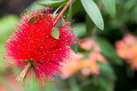 Red tropical flower growing in the wild on a natural green backgroundの写真素材