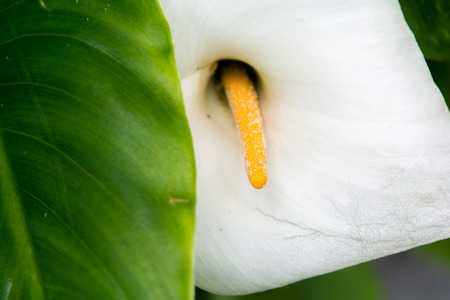 White flower petals close up in floral spring imageの写真素材