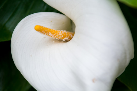 White flower petals close up in floral spring imageの写真素材