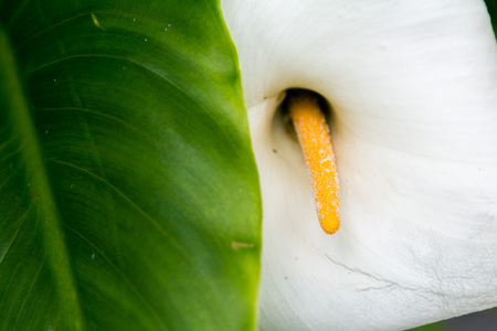 White flower petals close up in floral spring imageの写真素材