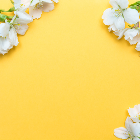 White blossom flowers on bright yellow background for spring seasonの写真素材