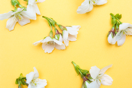 White blossom flowers on bright yellow background for spring seasonの写真素材