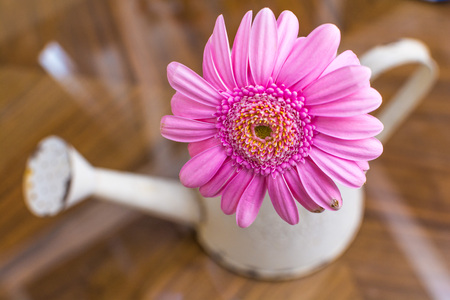 Floral arrangement of bright colored flowers for gardening backgroundの写真素材