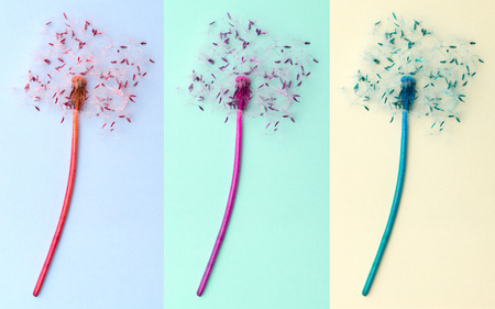 Dandelion plant and spores arranged on bright colour backgroundの写真素材