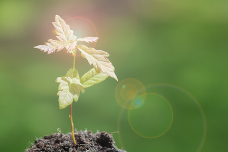 Fresh start and growth concept of small tree growing from soilの写真素材