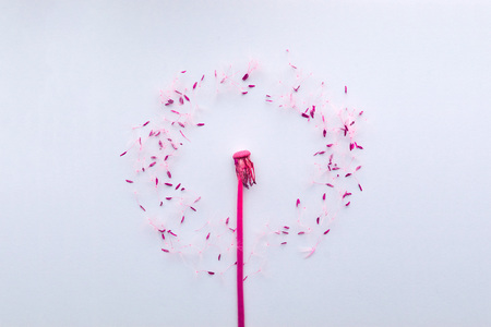 Dandelion plant and spores arranged on bright colour backgroundの写真素材