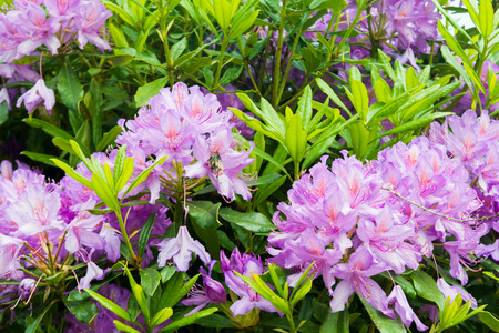 Purple flowers growing in a garden with beeの写真素材
