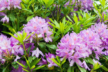 Purple flowers growing in a garden with beeの写真素材