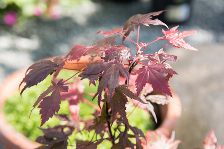 Acer tree with red maple leaves in a gardenの写真素材