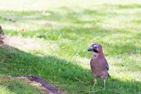 Jay bird close up standing in a garden on grassの写真素材