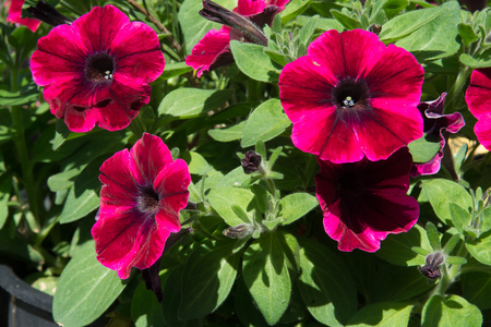 Flowers growing in a back yard flower bedの写真素材