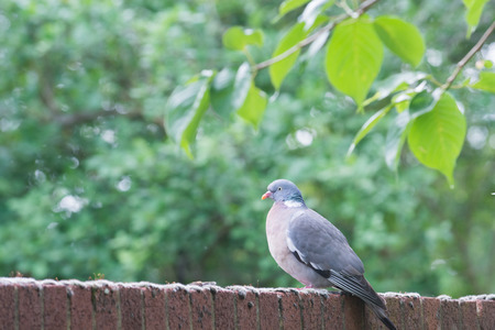 A pigeon stands on a brick wall near to treesの写真素材
