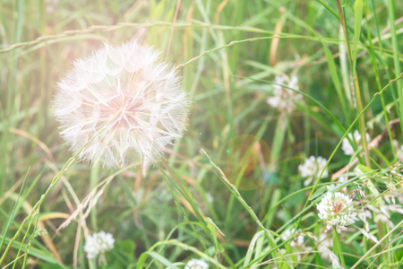 Dandelion flower growing in a warm summer meadowの写真素材