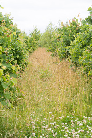 Rows of saplings growing for sustainably sourced woodの写真素材