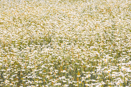 A sea of daisy flowers in a summer meadow in vintage styleの写真素材
