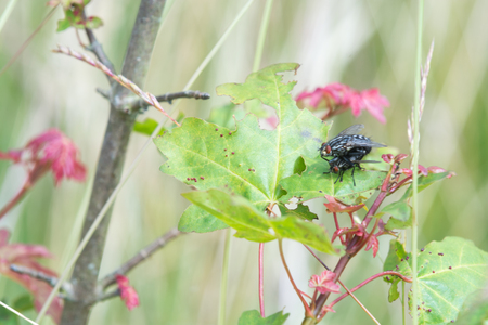 Fly mating on a leaf outside, funny animalの写真素材