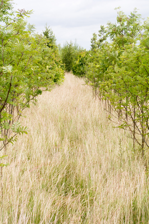 Rows of saplings growing for sustainably sourced woodの写真素材