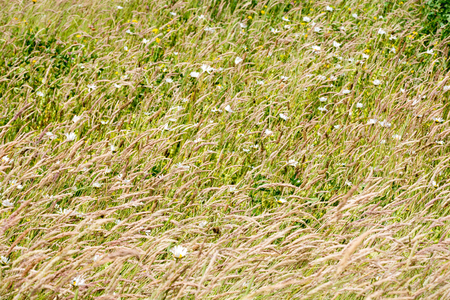 Summer meadow with wild flowers and grassの写真素材