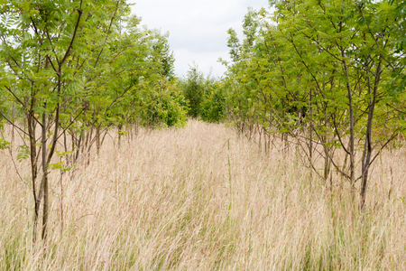 Rows of saplings growing for sustainably sourced woodの写真素材