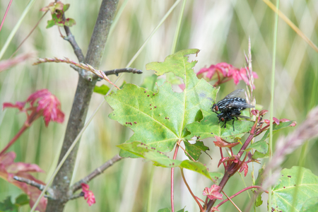 Fly mating on a leaf outside, funny animalの写真素材