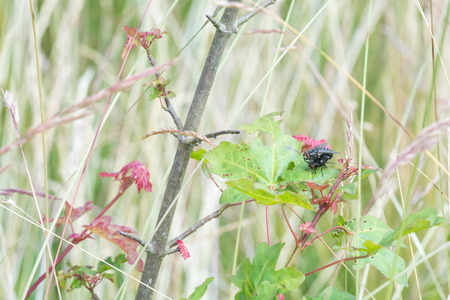 Fly mating on a leaf outside, funny animalの写真素材