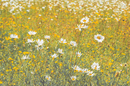 Vintage style landscape of wild flowers in a summer meadowの写真素材