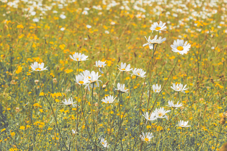Vintage style landscape of wild flowers in a summer meadowの写真素材
