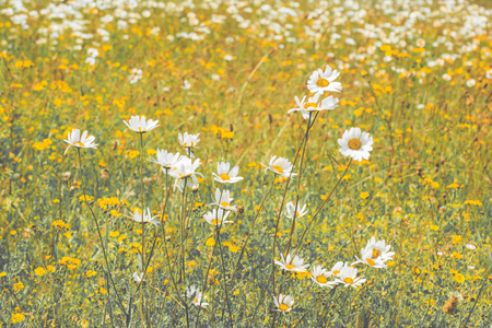 Vintage style landscape of wild flowers in a summer meadowの写真素材
