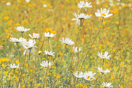 Vintage style landscape of wild flowers in a summer meadowの写真素材