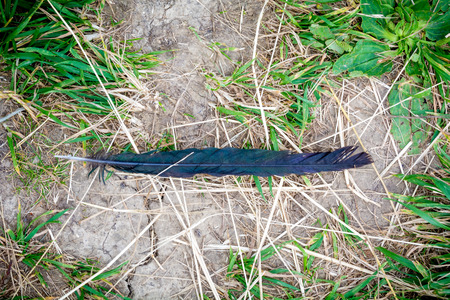 Unwanted bird feather left behind in the countrysideの写真素材