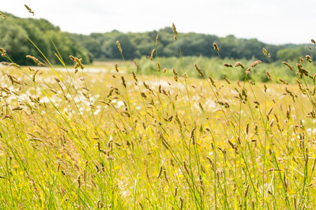 Summer meadow with long grass in foregroundの写真素材