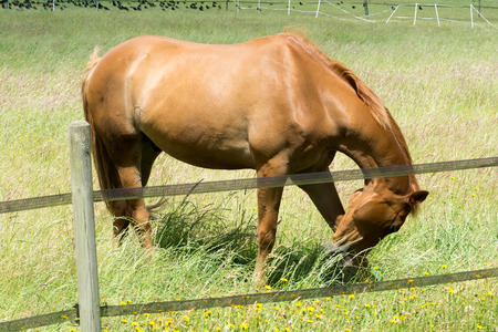 Horse outside grazing in a sunny field of grassの写真素材