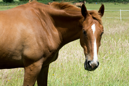Horse outside grazing in a sunny field of grassの写真素材