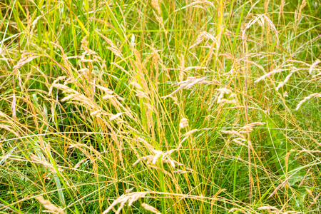 Summer meadow with wild flowers and grassの写真素材