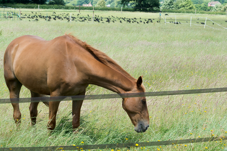 Horse outside grazing in a sunny field of grassの写真素材