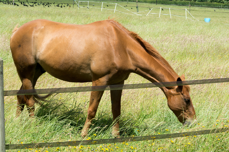 Horse outside grazing in a sunny field of grassの写真素材