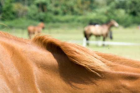 Horse outside grazing in a sunny field of grassの写真素材