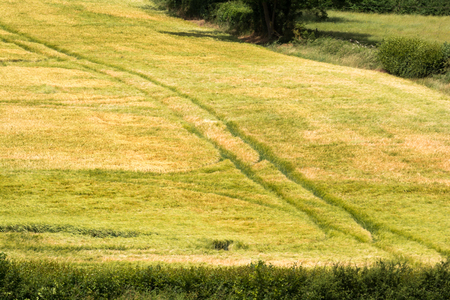 Farming landscape, agricultural field for farming industryの写真素材