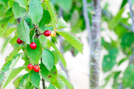Wild red berries growing in a tree in countrysideの写真素材