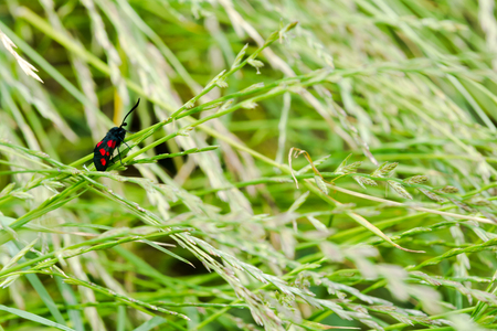 Black and red spotted insect with long antennaの写真素材
