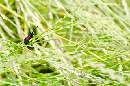 Black and red spotted insect with long antennaの写真素材