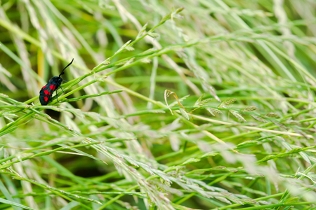 Black and red spotted insect with long antennaの写真素材